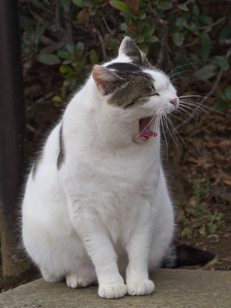 公園猫124