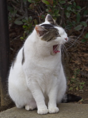公園猫124