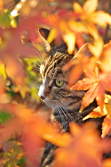 神社猫54