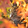 神社猫54