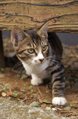 神社猫18