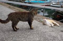 猫島猫01