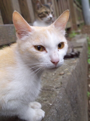 神社猫82