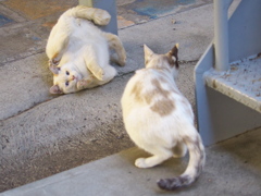 通りすがり猫194