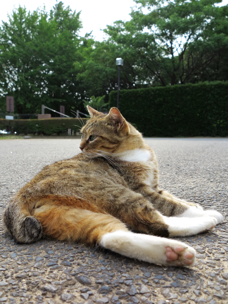 公園猫73