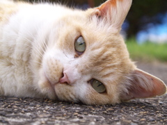 公園猫81