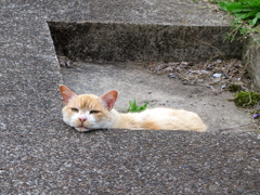 公園猫61