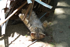 尾道猫99