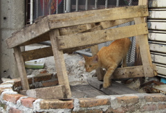 アジア猫28