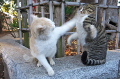 神社猫123