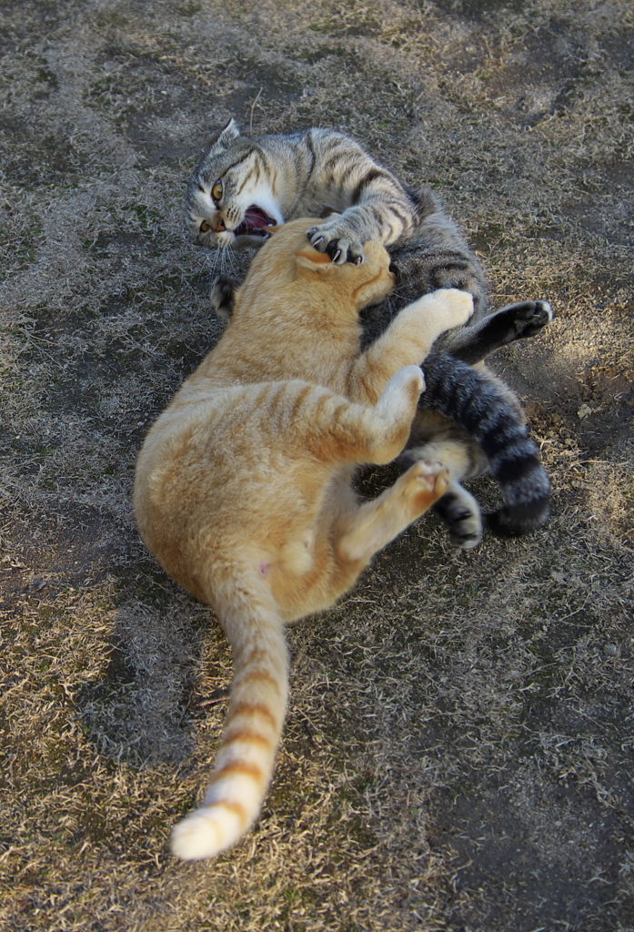 尾道猫35