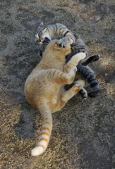 尾道猫35