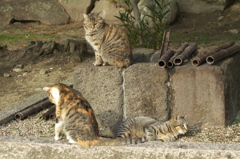 尾道猫64