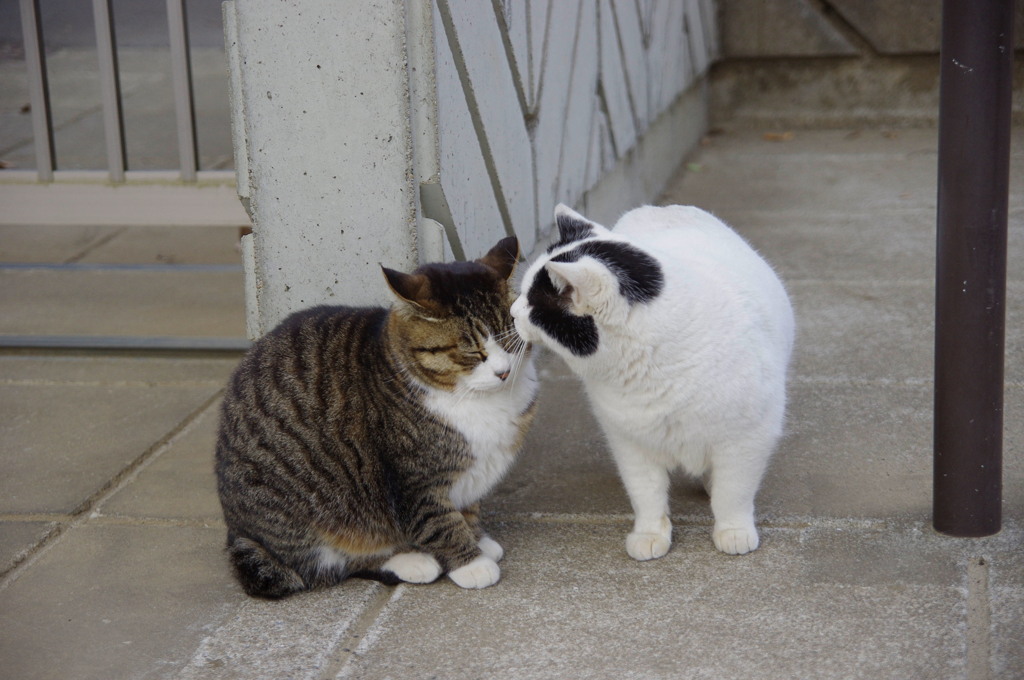 公園猫20