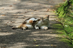 公園猫4