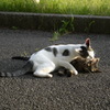 公園猫11