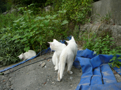通りすがり猫60