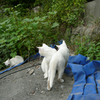 通りすがり猫60