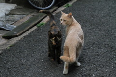 通りすがり猫13