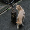 通りすがり猫13