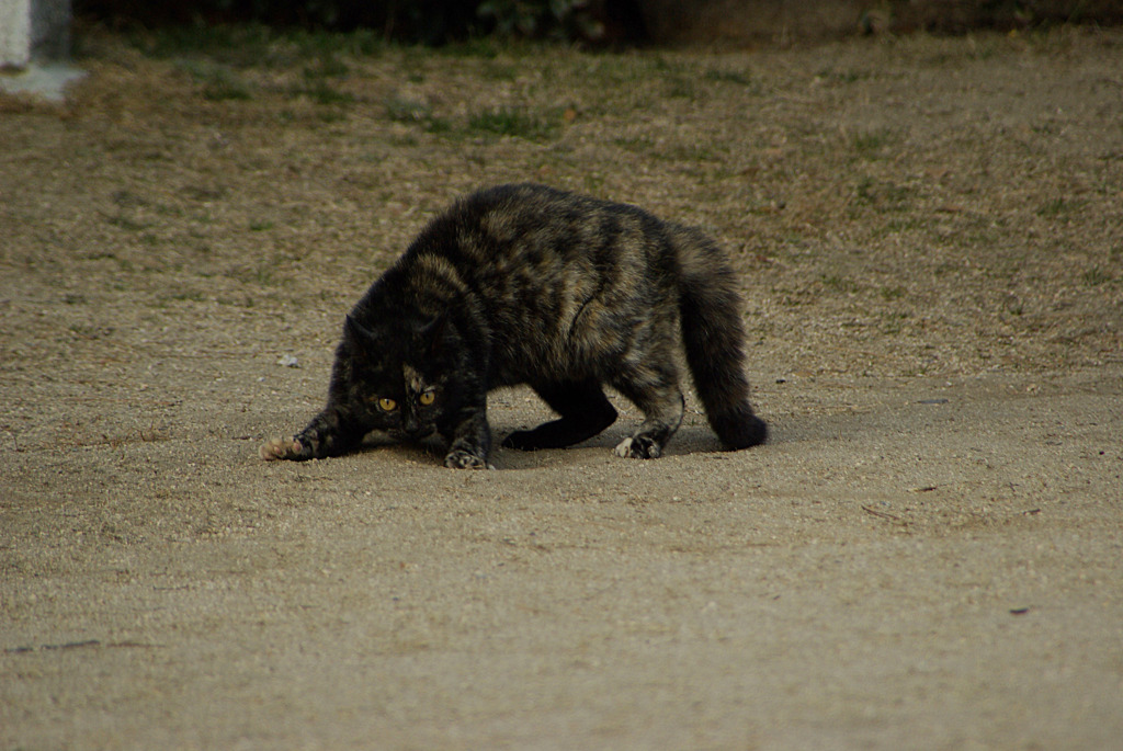 尾道猫15