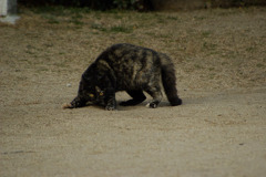 尾道猫15