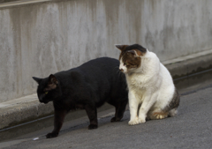 通りすがり猫58