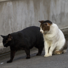 通りすがり猫58