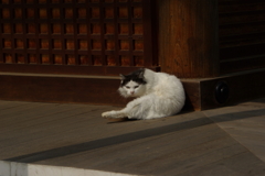 通りすがり猫45