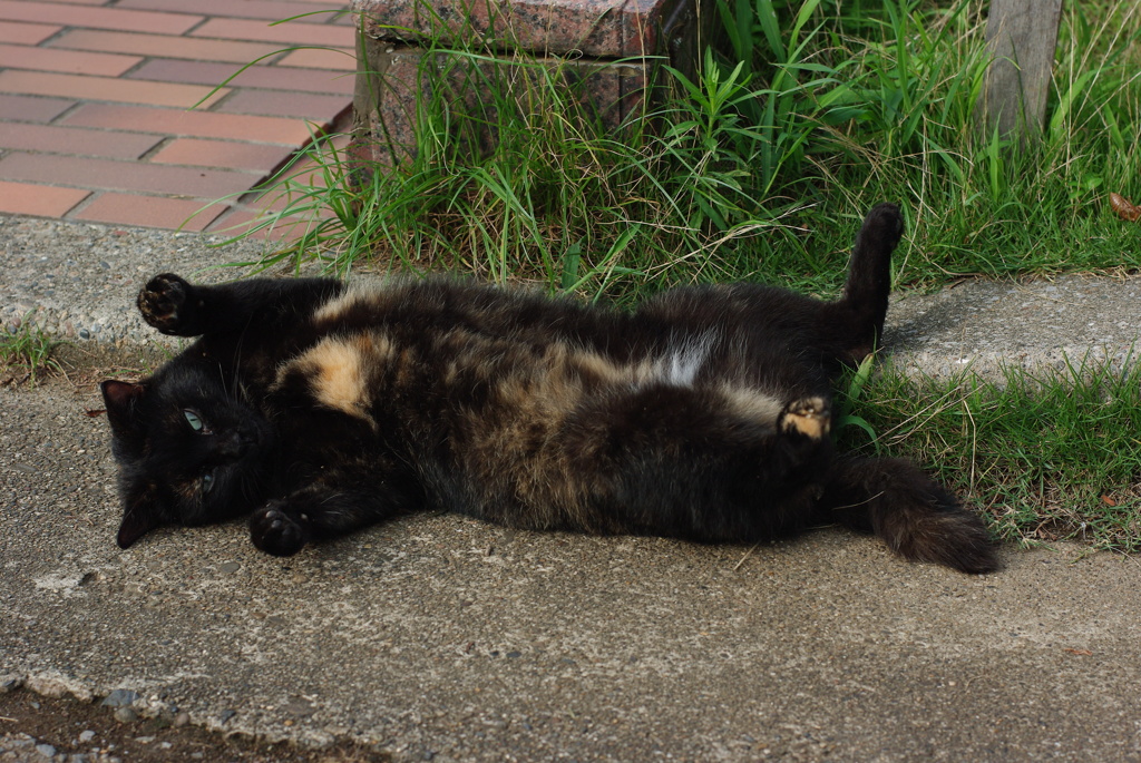 公園猫25
