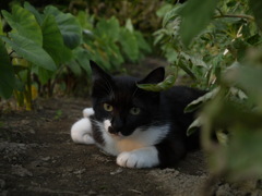通りすがり猫16