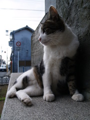 寺猫5