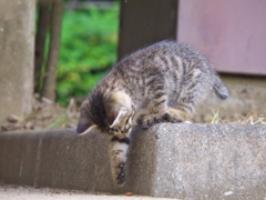 公園猫115
