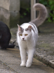 通りすがり猫103
