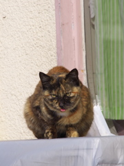 通りすがり猫215