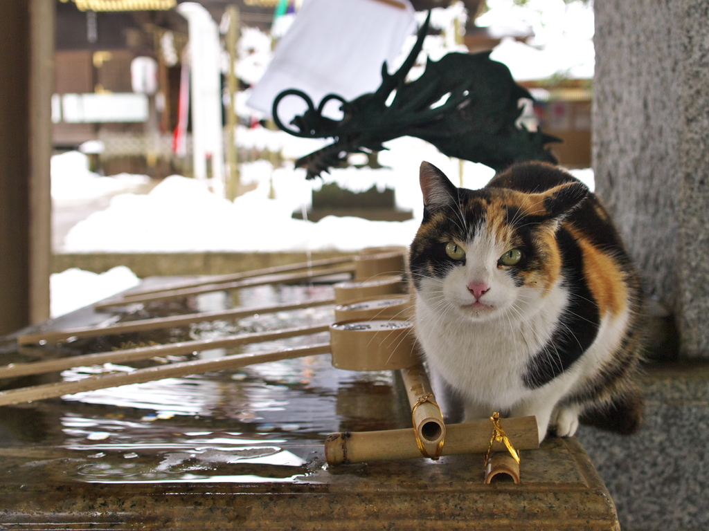 神社猫137