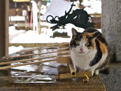 神社猫137