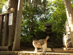 神社猫02