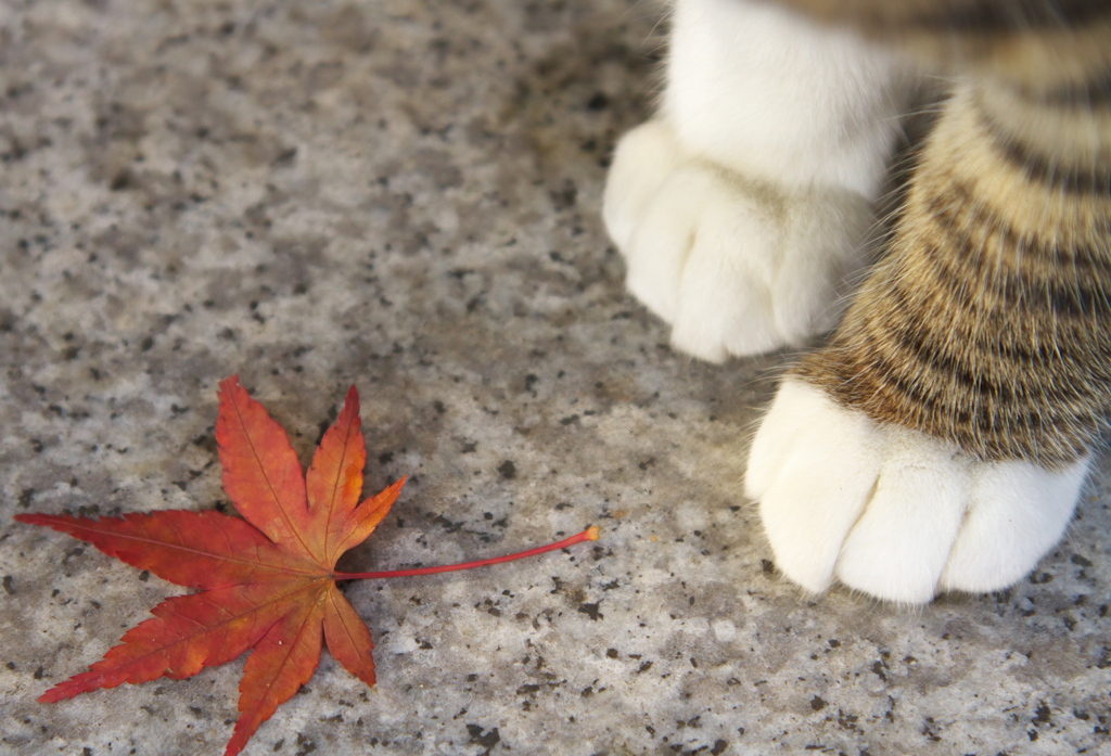 神社猫47