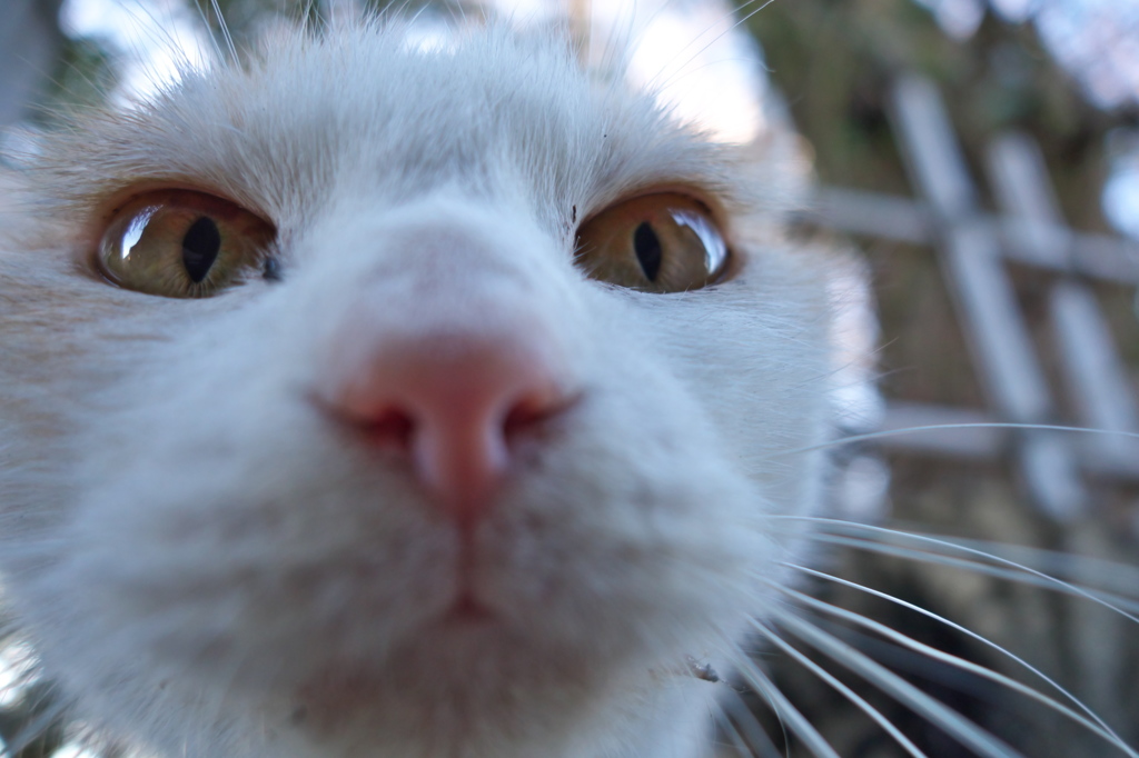 神社猫125