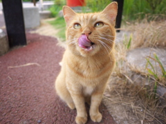 公園猫90