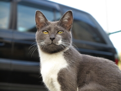 通りすがり猫98