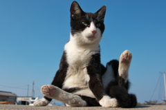 猫島猫32