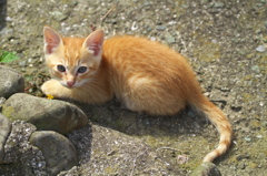 猫島猫06