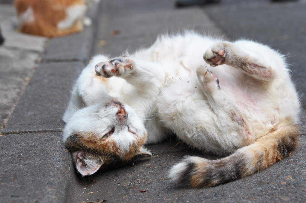 通りすがり猫291