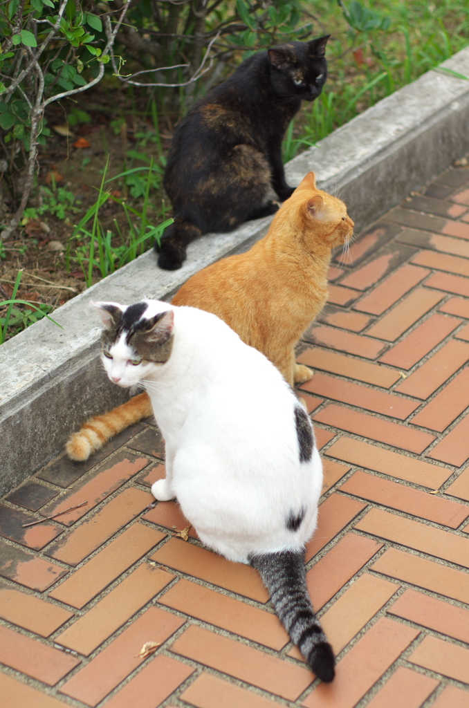 公園猫95