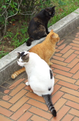 公園猫95