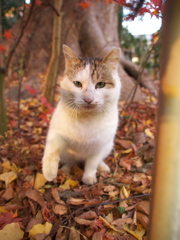 神社猫128