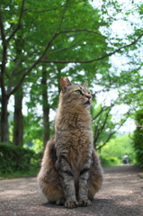 S公園猫24