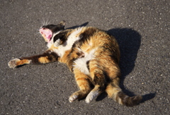 通りすがり猫124